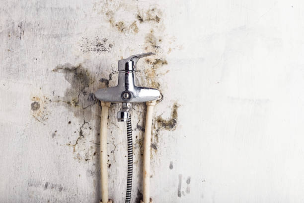Best Mold Damage Repair  in Liberty, PA