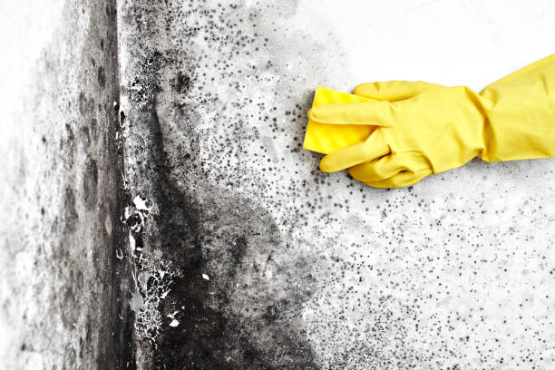 Best Certified Mold Removal  in Liberty, PA