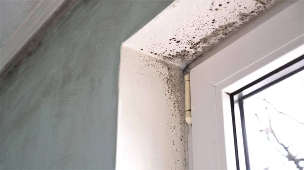 Best Residential Mold Removal  in Liberty, PA