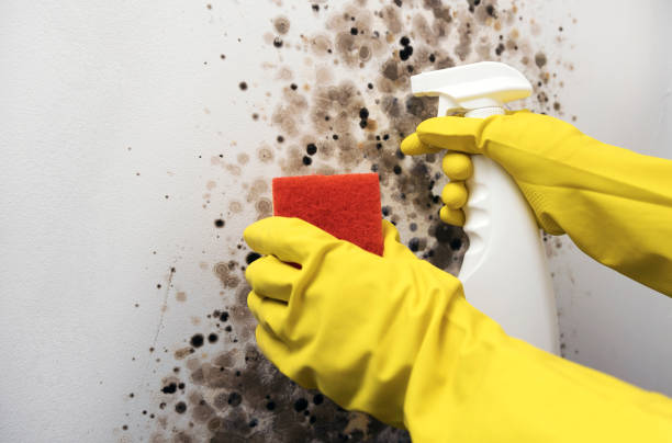 Home Mold Removal in Liberty, PA
