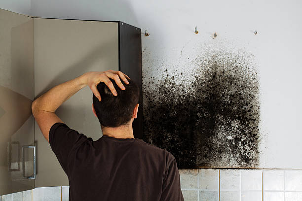 Best Emergency Mold Removal  in Liberty, PA